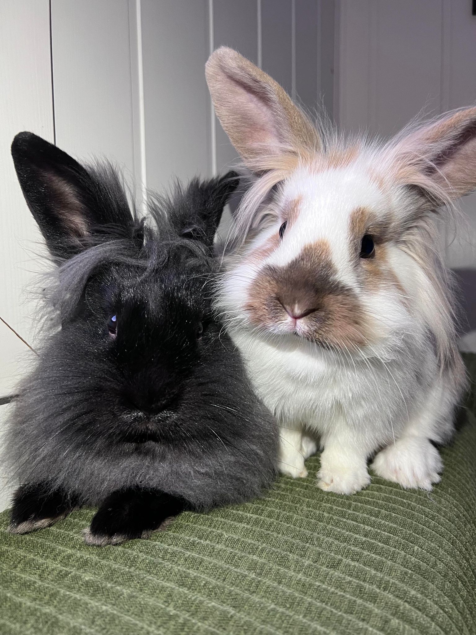 Kirby & Bella - our rabbits