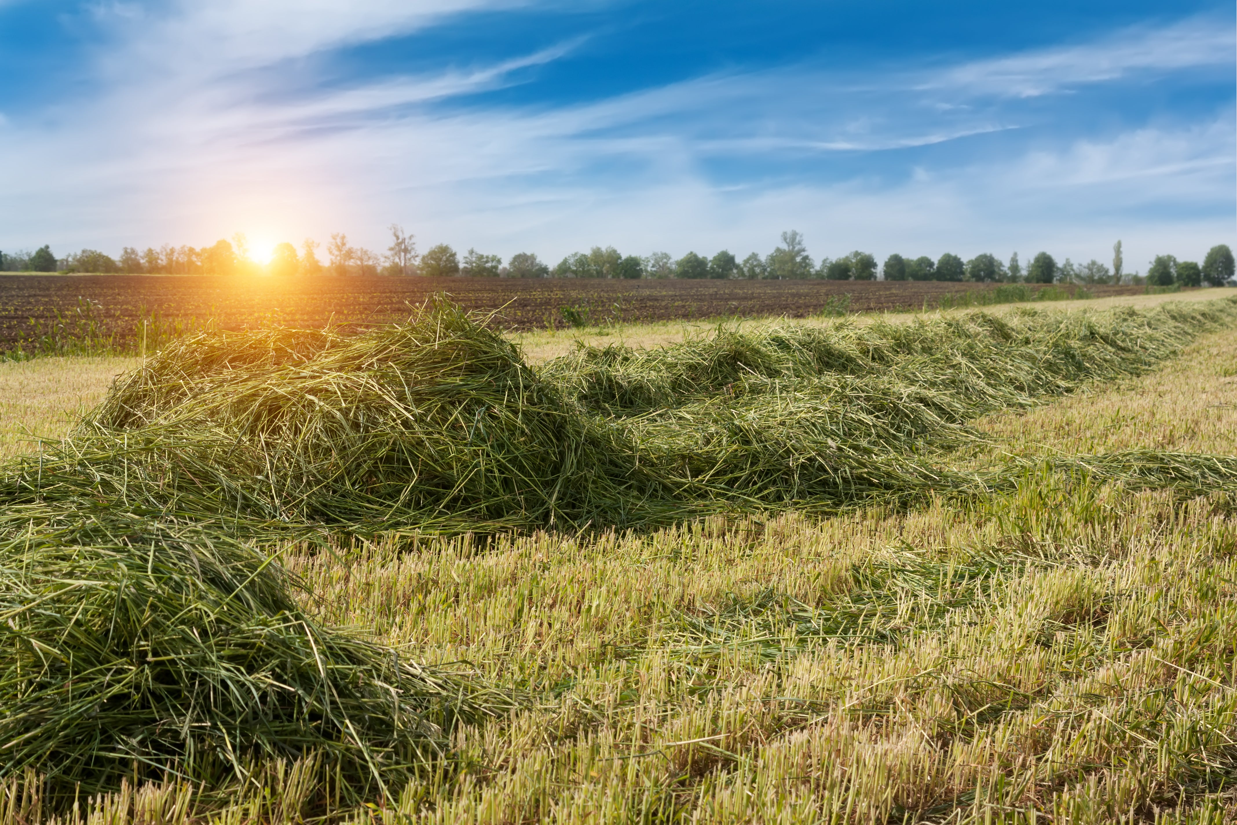 Fields of hay